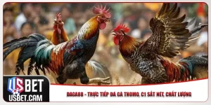Daga88 - Trực Tiếp Đá Gà Thomo, C1 Sắt Nét, Chất Lượng